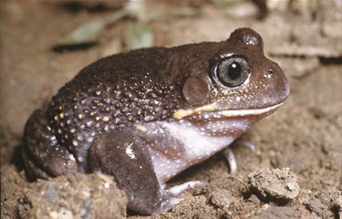 Giant-Burrowing-Frog-Heleioporus-australiacus-H-Cogger.jpg