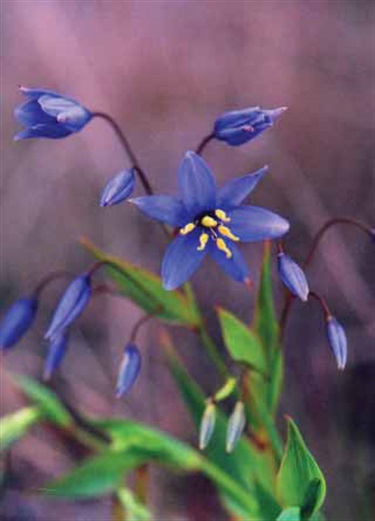Nodding-Blue-Lily-Stypandra-glauca-by-S-Cains-The-Gib.jpg