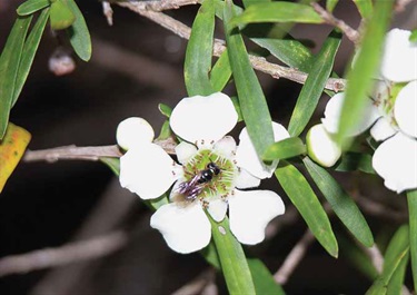 Reed-Bee-Exoneura-sp-on-Tea-Tree-Leptospermum-sp-B-Faulkner.jpg