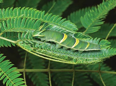Tailed-Emperor-Polyura-sempronius-larva-S-Brown.jpg
