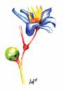 Blue Flax Lily Dianella caerulea Watercolour paintings A Hyman - 2