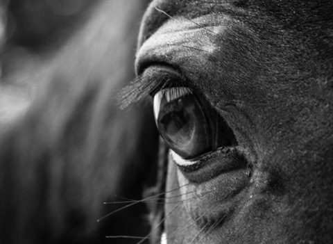 Black and White Image of Horses eye