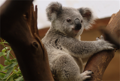 Koala Conservation Project - Environment Awards - Wingecarribee Shire.png