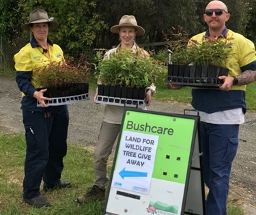 Koala food seedlings giveaway for Land for Wildlife members.