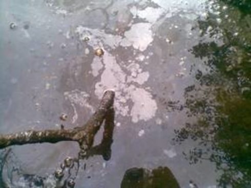 An example of a natural oily sheen fracturing when broken with a stick.