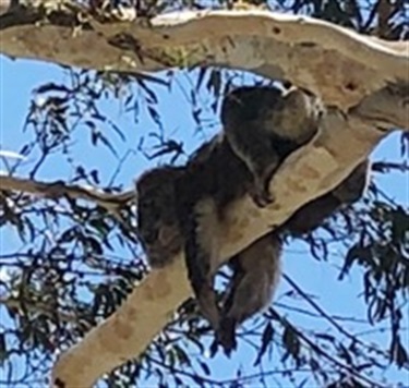 Koala photographed at Canyonleigh by Kate Eccleston.