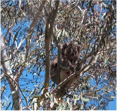 Koala photographed at Canyonleigh by Susie Foster.