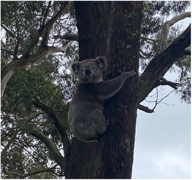 Koala photographed at Glenquarry by Peter Curry.