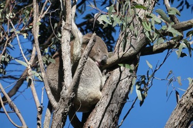 Koala photographed at High Range by Margie Rankin.