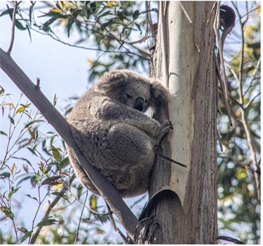 Koala photographed at Mansfield Reserve by Patrick Tegart..