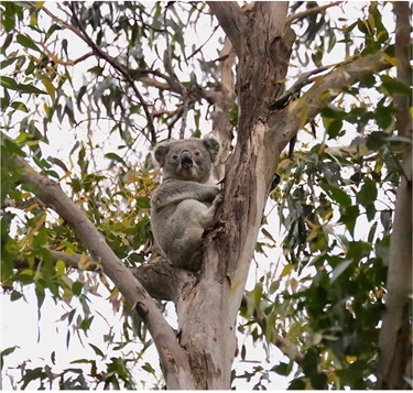 Koala photographed at Mansfield Reserve by Steve Brown.