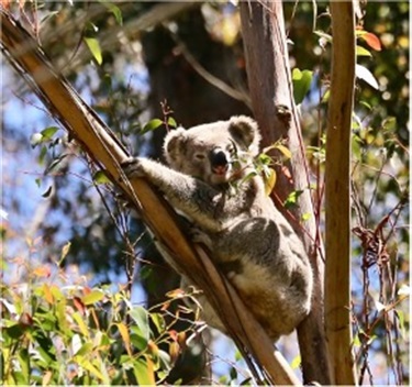 Koala photographed at Mansfield Reserve by Sue Pritchard.