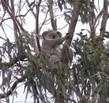 Koala photographed at Mittagong by Gaye White.