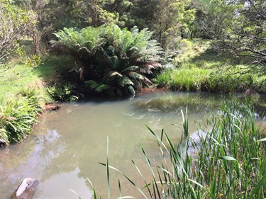 Caalang Creek Robertson