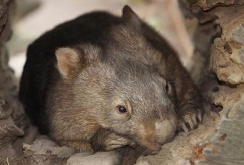 Wombat in burrow - Wildlife care in Wingecarribee Shire.jpg