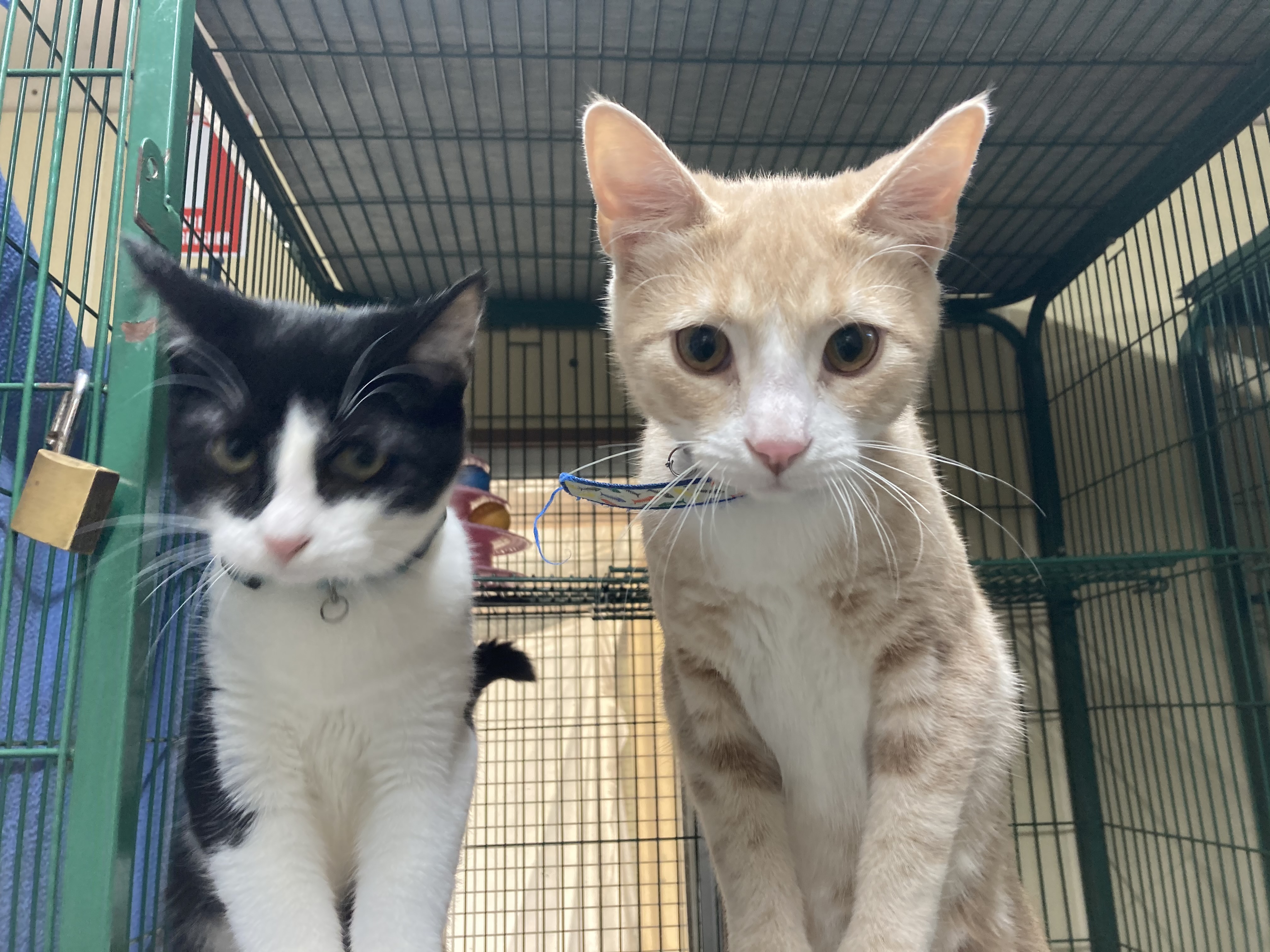 Cats Peanut Butter and Oreo for adoption - Wingecarribee Animal Shelter 2023.JPG