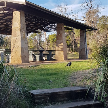 Magpie in front of sheltered picnic area at Berrima River Reserve