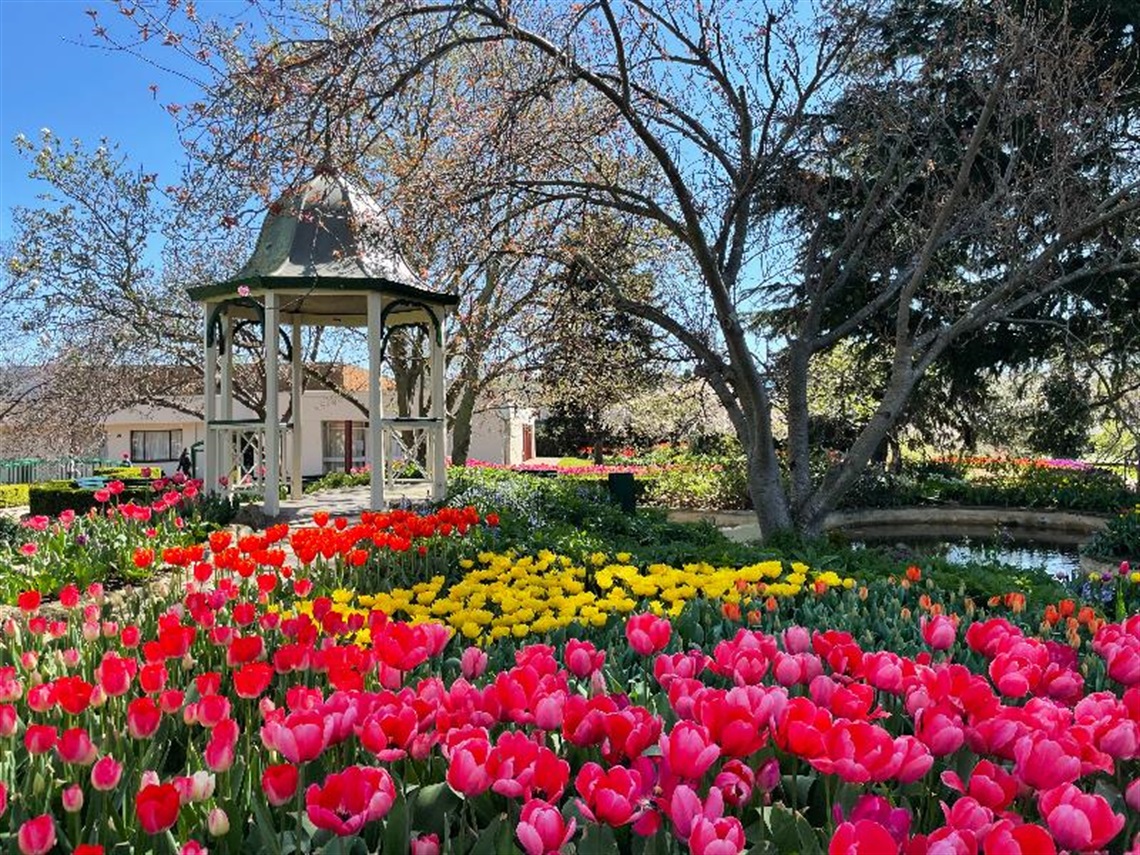 Pink, red, yellow tulips with gazebo