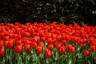 The Tulip Time Festival is held every year in Spring in the Southern Highlands. The focus of Tulip Time is the spectacular display of 75,000 mass planted tulips in Corbett Gardens.