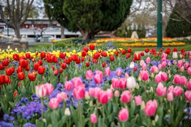 Tulip Time at Bowral's The Tulip Time Festival is held every year in Spring in the Southern Highlands. The focus of Tulip Time is the spectacular display of 75,000 mass planted tulips in Corbett Gardens.