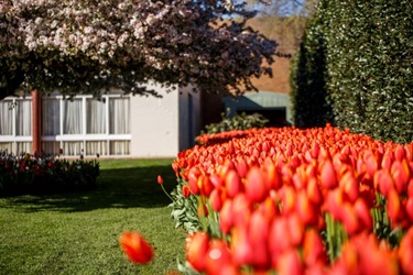 Tulip Time at Bowral's The Tulip Time Festival is held every year in Spring in the Southern Highlands. The focus of Tulip Time is the spectacular display of 75,000 mass planted tulips in Corbett Gardens.