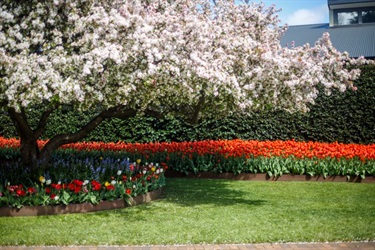 The Tulip Time Festival is held every year in Spring in the Southern Highlands. The focus of Tulip Time is the spectacular display of 75,000 mass planted tulips in Corbett Gardens.