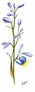 Blue Flax Lily Dianella caerulea Watercolour paintings A Hyman