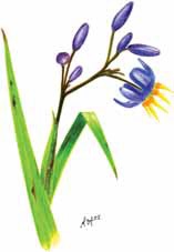 Nodding Blue Lily Stypandra glauca Illustration by A Hyman source The Gib