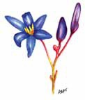 Nodding Blue Lily Stypandra glauca watercolour by A Hyman