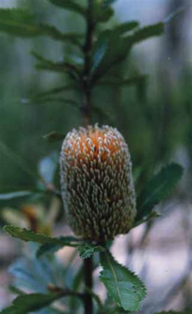 Old-Man-Banksia-Banksia-serrata-by-E-Smith.jpg