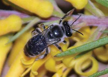Persoonia-Bee-Leioproctus-B-Faulkner.jpg