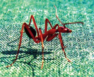 Spider-Ant-Leptomyrmex-J-Lemann.jpg