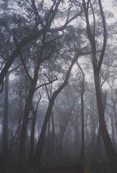 Trees-in-mist-photo-by-J-Lemann-source-Gib-ebook.jpg