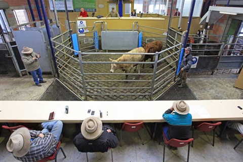 Cattle auction at Southern Regional Livestock Exchange