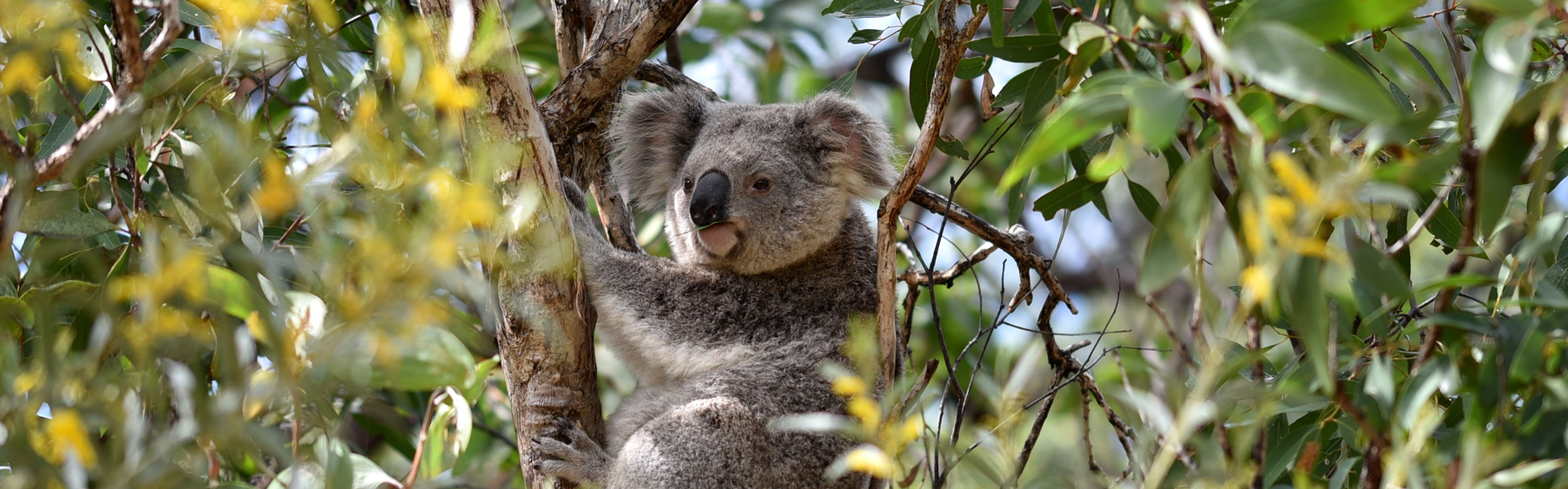 koala-1920x600