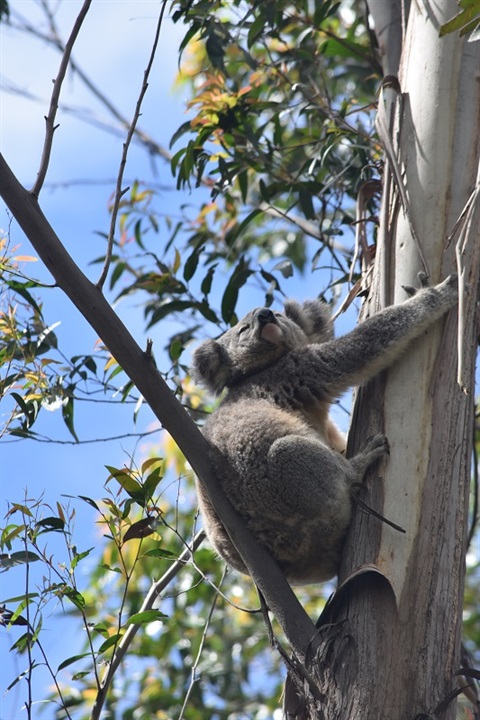 SH koala project - image of Koala sitting in tree. Image credit Patrick Tegart.