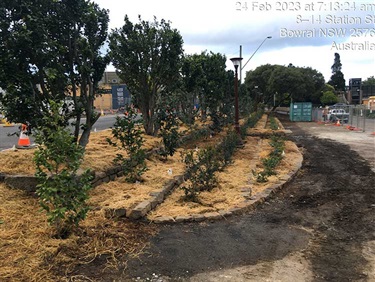 Heritage Camellia Gardens Restoration and Conservation - finished north end middle bed looking south
