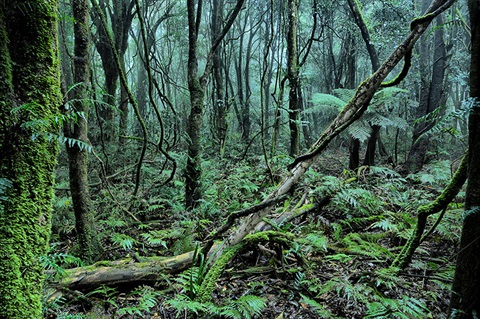 Basalt rainforest at Robertson by Ford Kristo