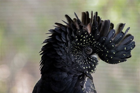Black-Cockatoo