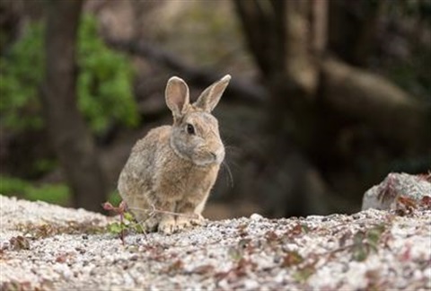 European rabbit Oryctolagus cuniculus pest animals in Wingecarribee Shire.jpg