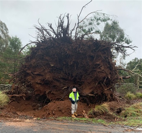 Giant fallen tree's exposed roots after storm Kangaloon road Kangaloon, with WSC tree team member