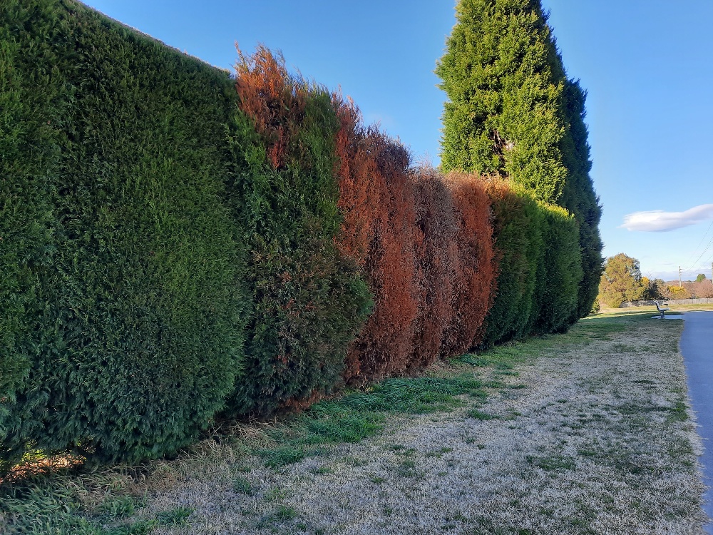 Hedge affected by Cypress Decline at Bowral.