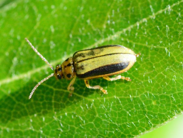 Elm leaf beetle.