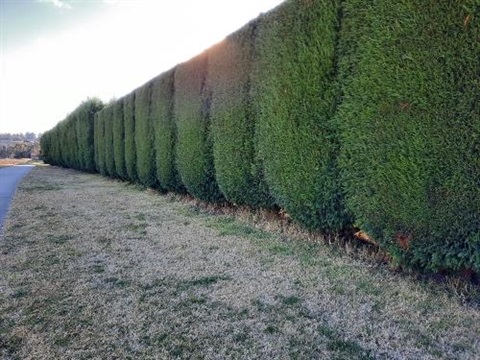 Hedge in Bowral at rear of Westbrook Crescent