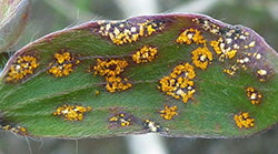 Myrtle rust on paperbark leaf (Melaleuca quinquenervia) - DPI NSW