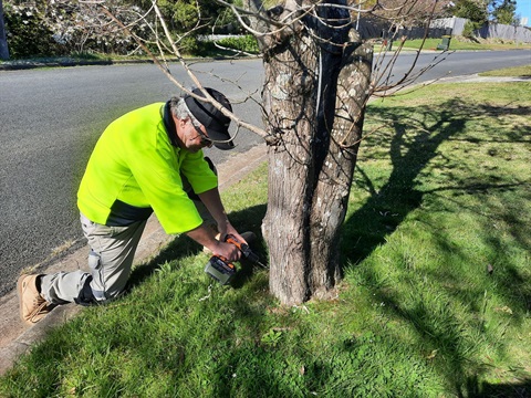WSC tree team treating tree affected by Elm Leaf Beetle at Bowral.