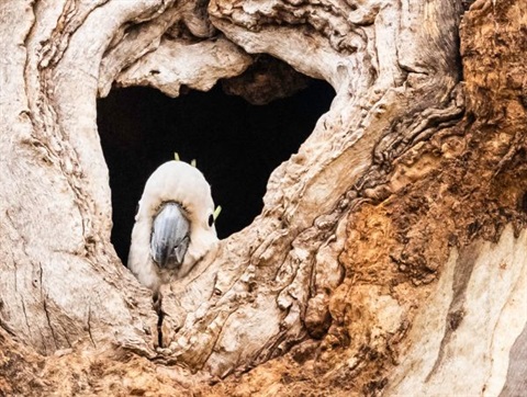 Cockatoo peeking out of a tree hollow