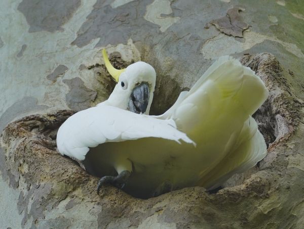 Cockatoo sitting in a tree hollow.