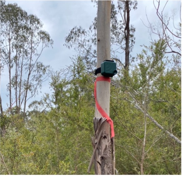 A Koala Karaoke microphone attached to a tree.
