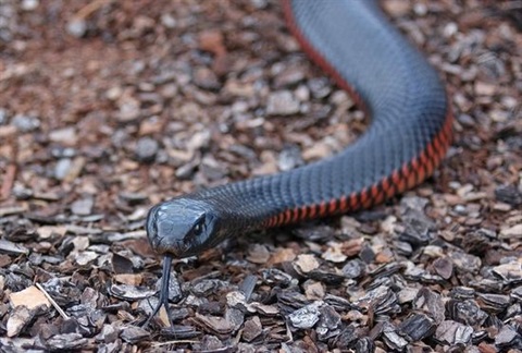 Red belly black snake Wingecarribee Shire snake bite information